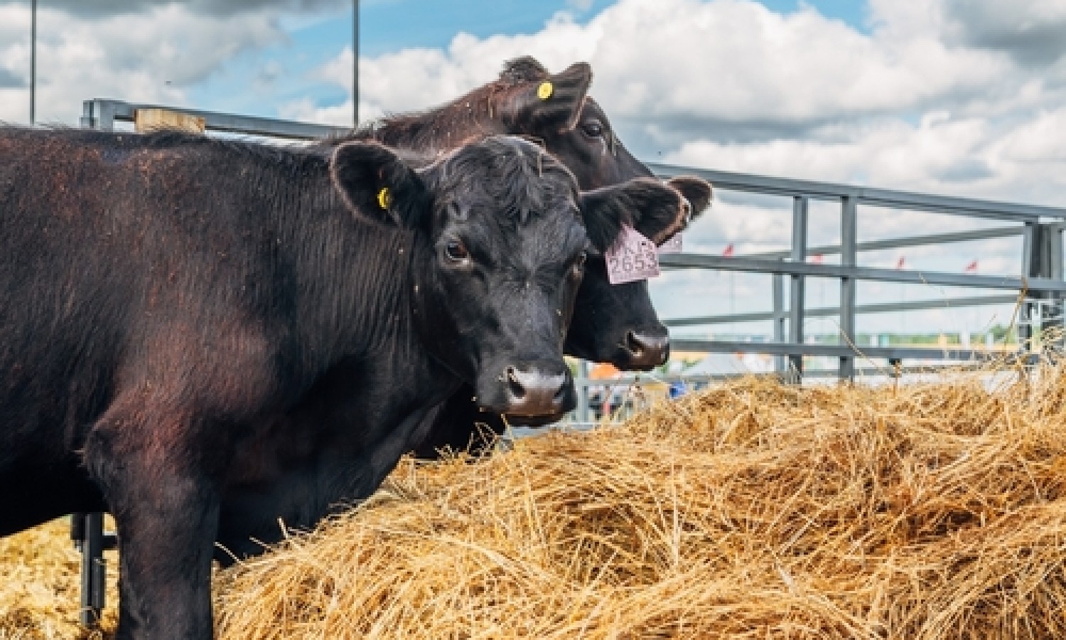 Focus sui bovini e i suini da carne