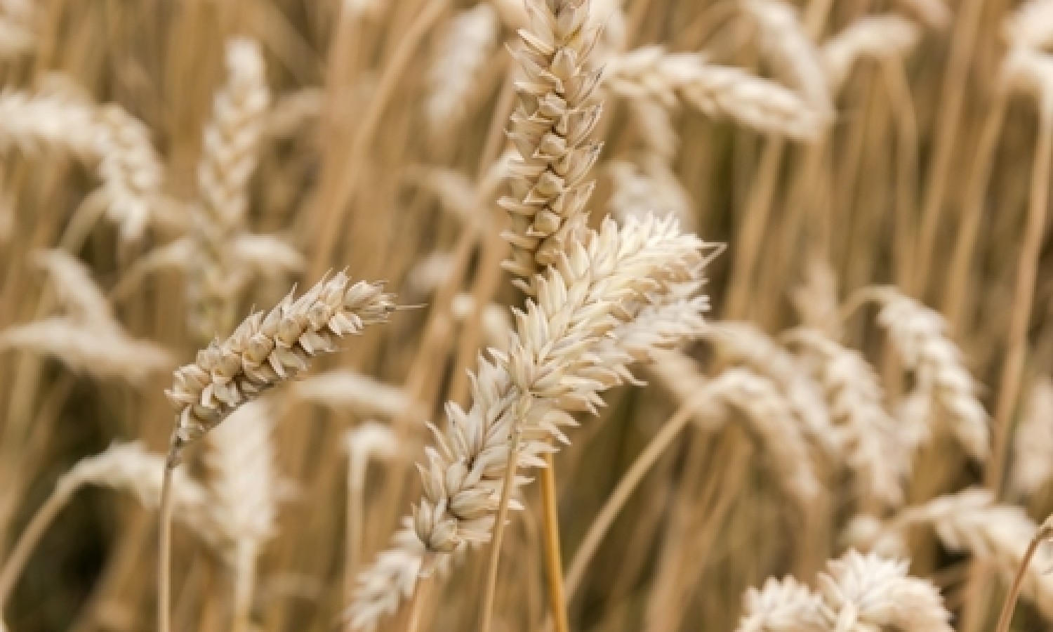 Grano duro: altri 10 milioni per la filiera