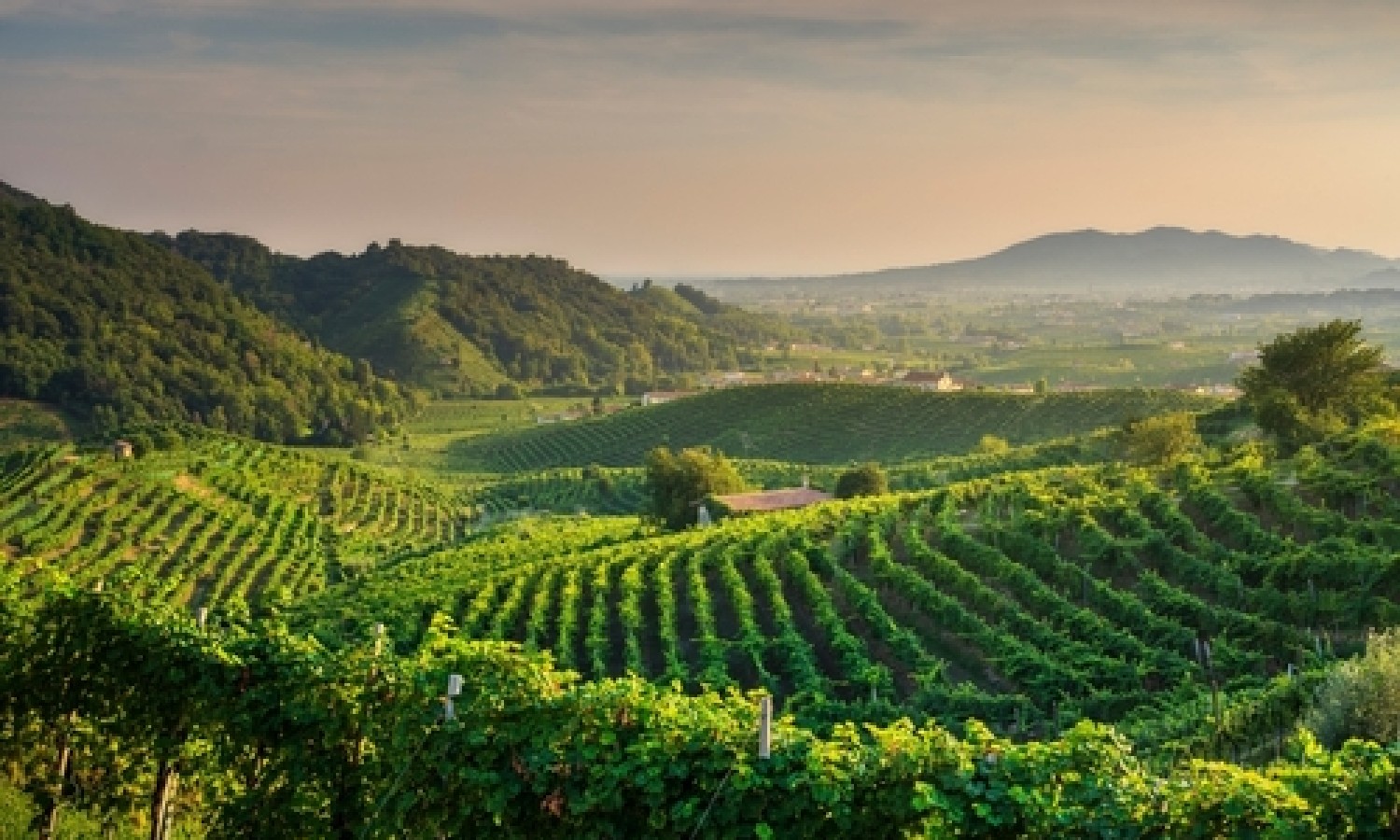 Lo stato di salute del vino italiano