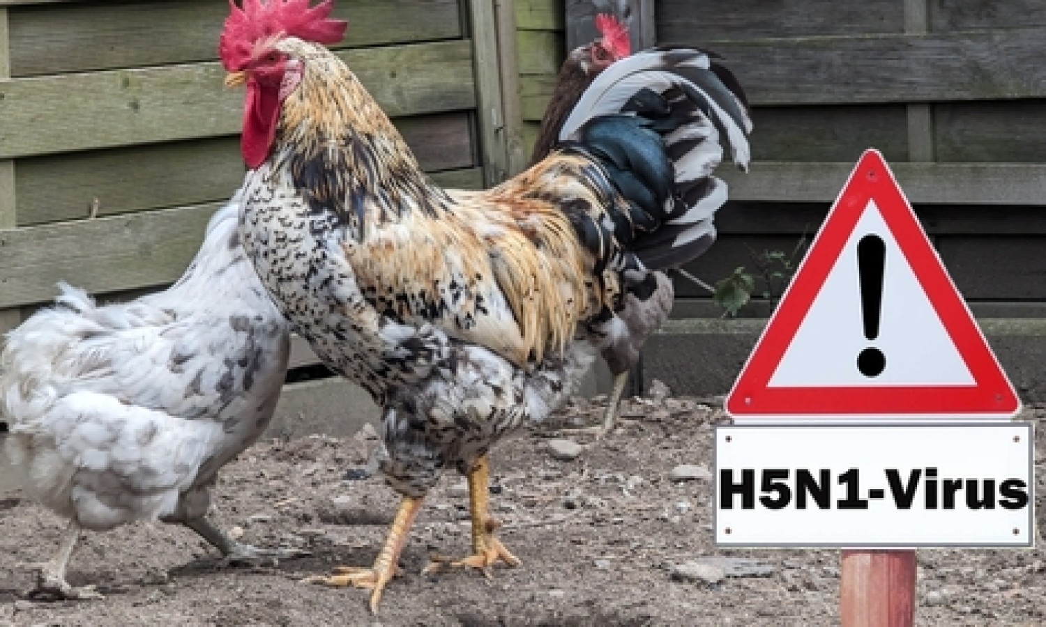 Influenza aviaria: nuova impennata dei casi