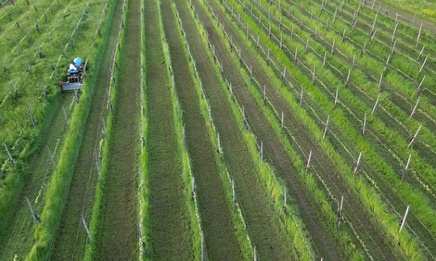 Agroalimentare italiano, un motore dell’economia 