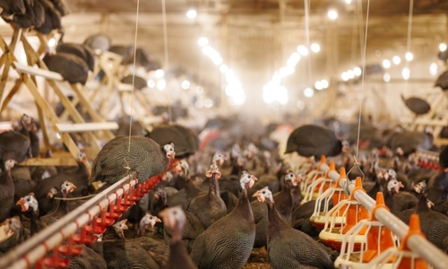 Aviaria: nuovi focolai epidemici fino a fine dell'inverno