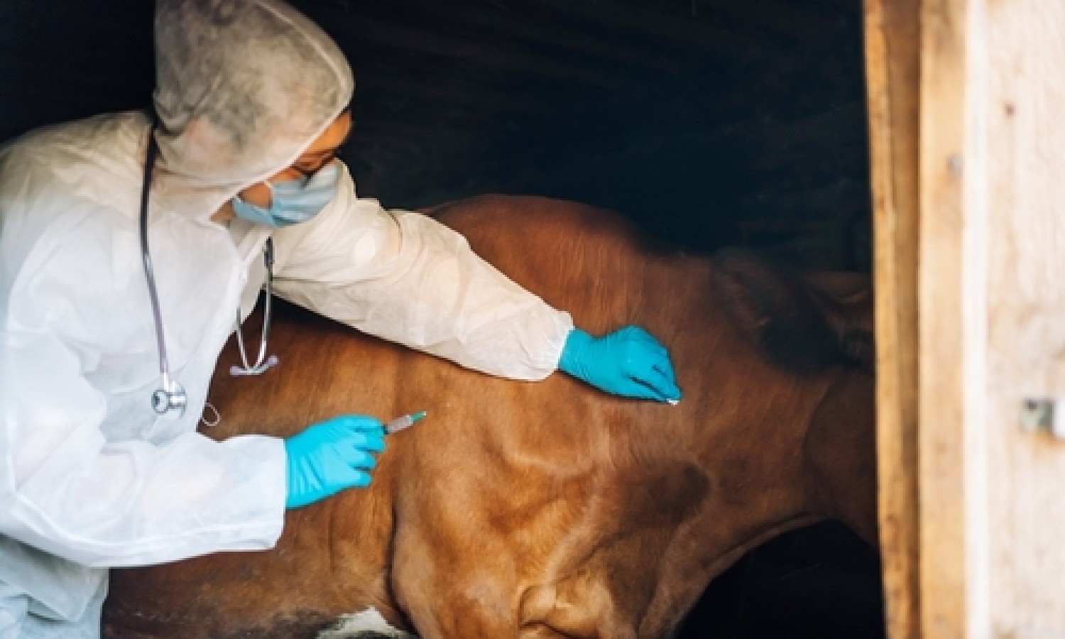 Antimicrobici veterinari nell’UE: i nuovi dati