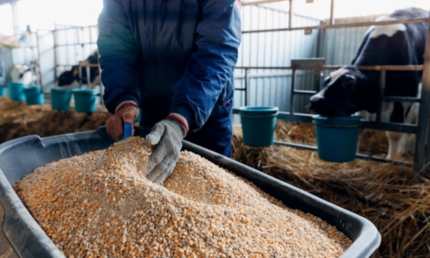 Mangimi: lo stato di salute della Feed economy italiana
