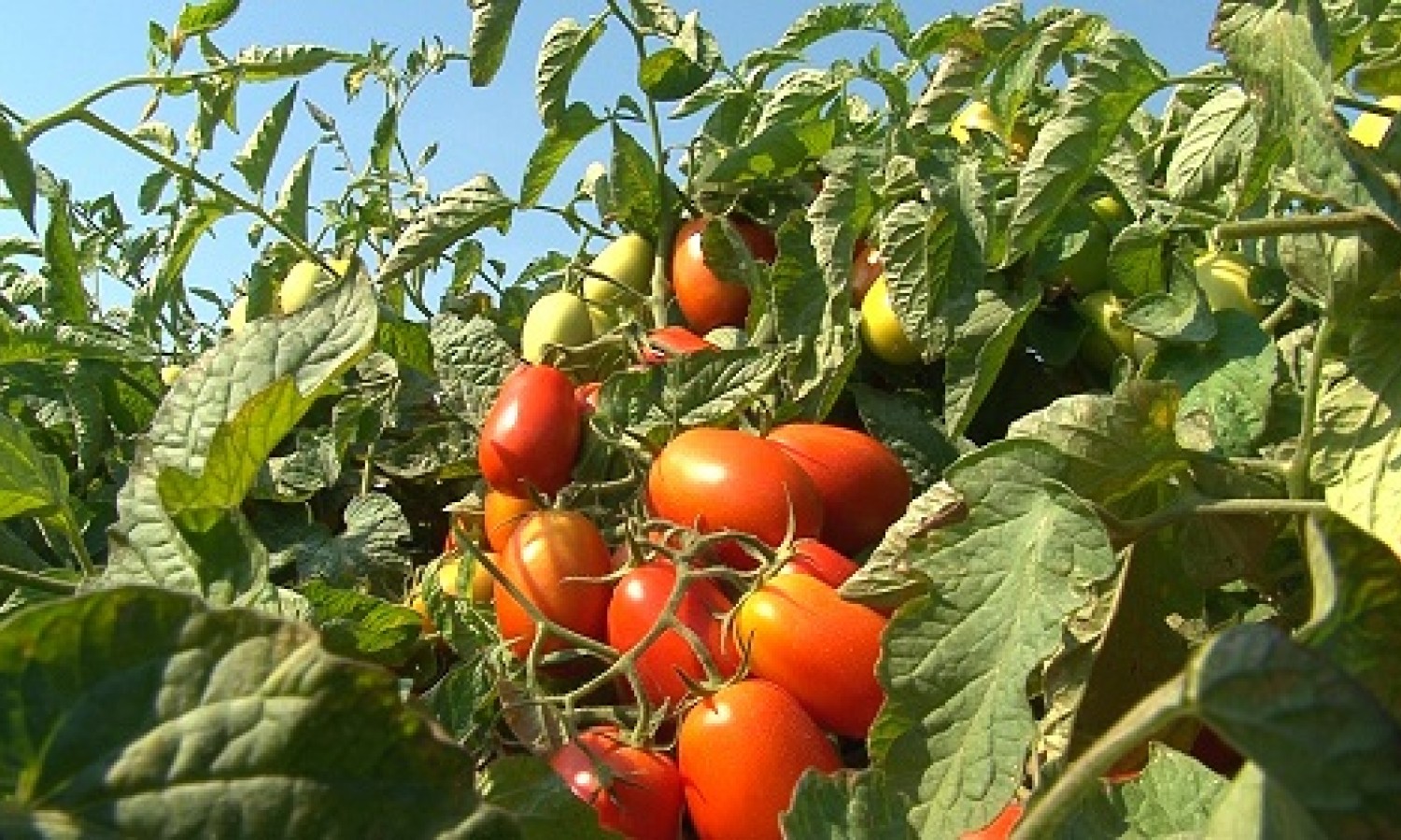 Pomodoro: pronti alla campagna 2026