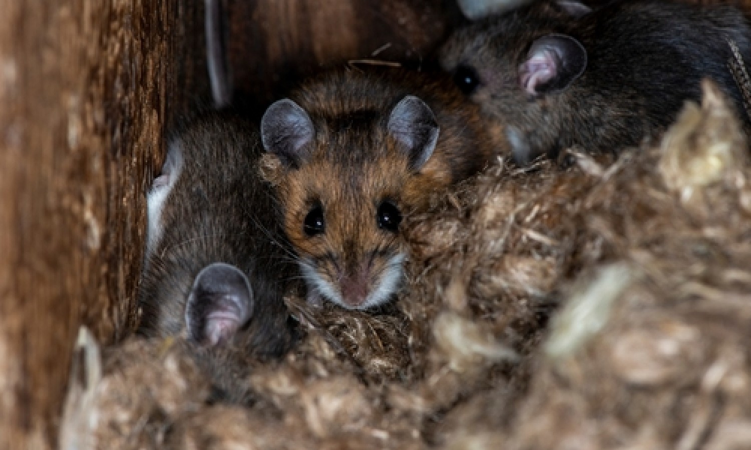 Pest Management: il rilevamento con infrarossi