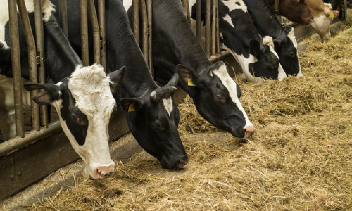 Influenza aviaria nelle vacche da latte: no allarmismi ma vigilanza