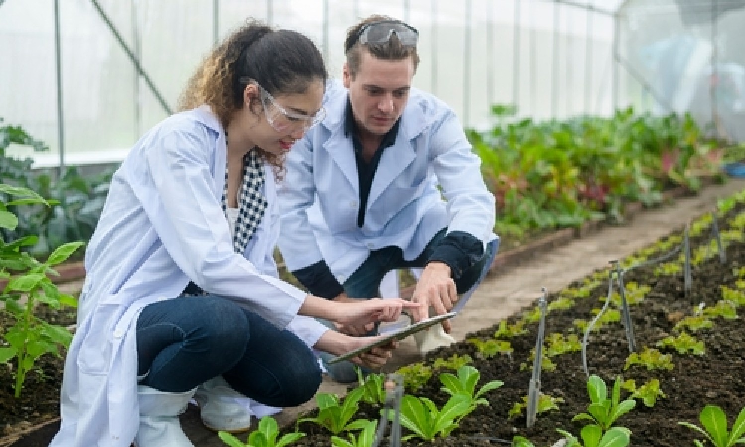 Biologico: più ettari, operatori e consumi