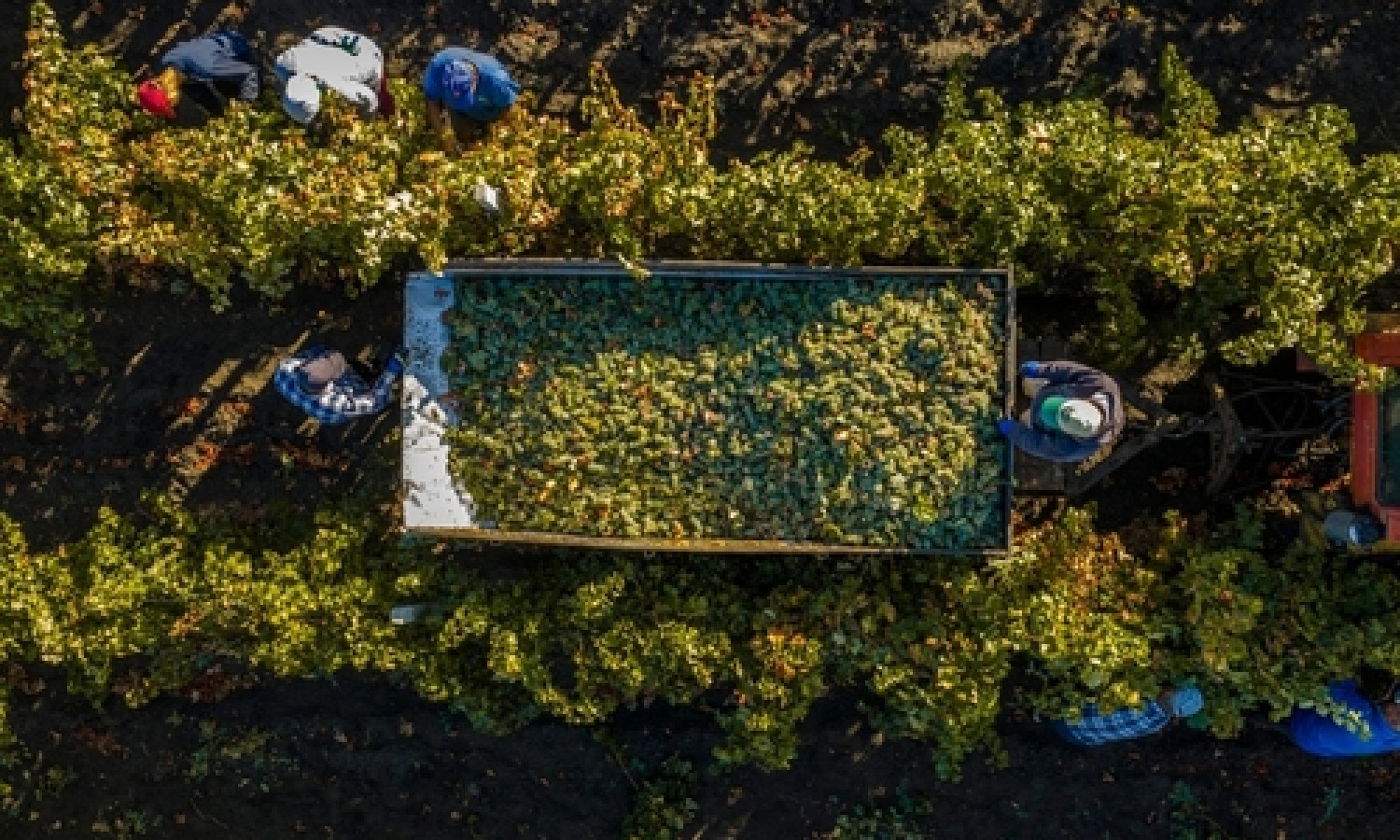 Vino: meno scambi sui mercati internazionali