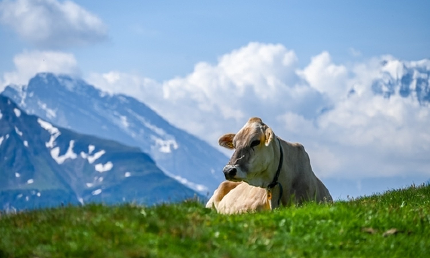 Gli effetti del pascolo alpino sul microbiota del latte
