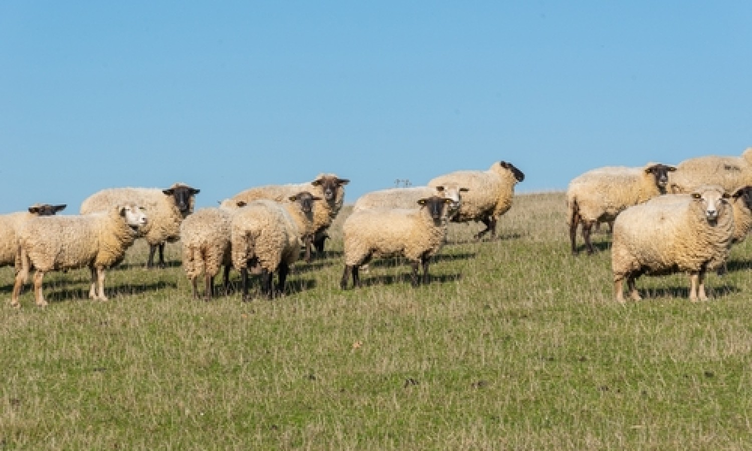 La FAO lancia l’Anno Internazionale dei Pascoli e dei Pastori