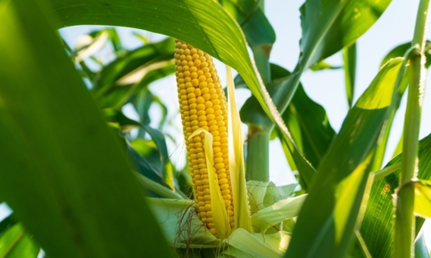 UE: via libera per 4 piante OGM per alimenti e mangimi