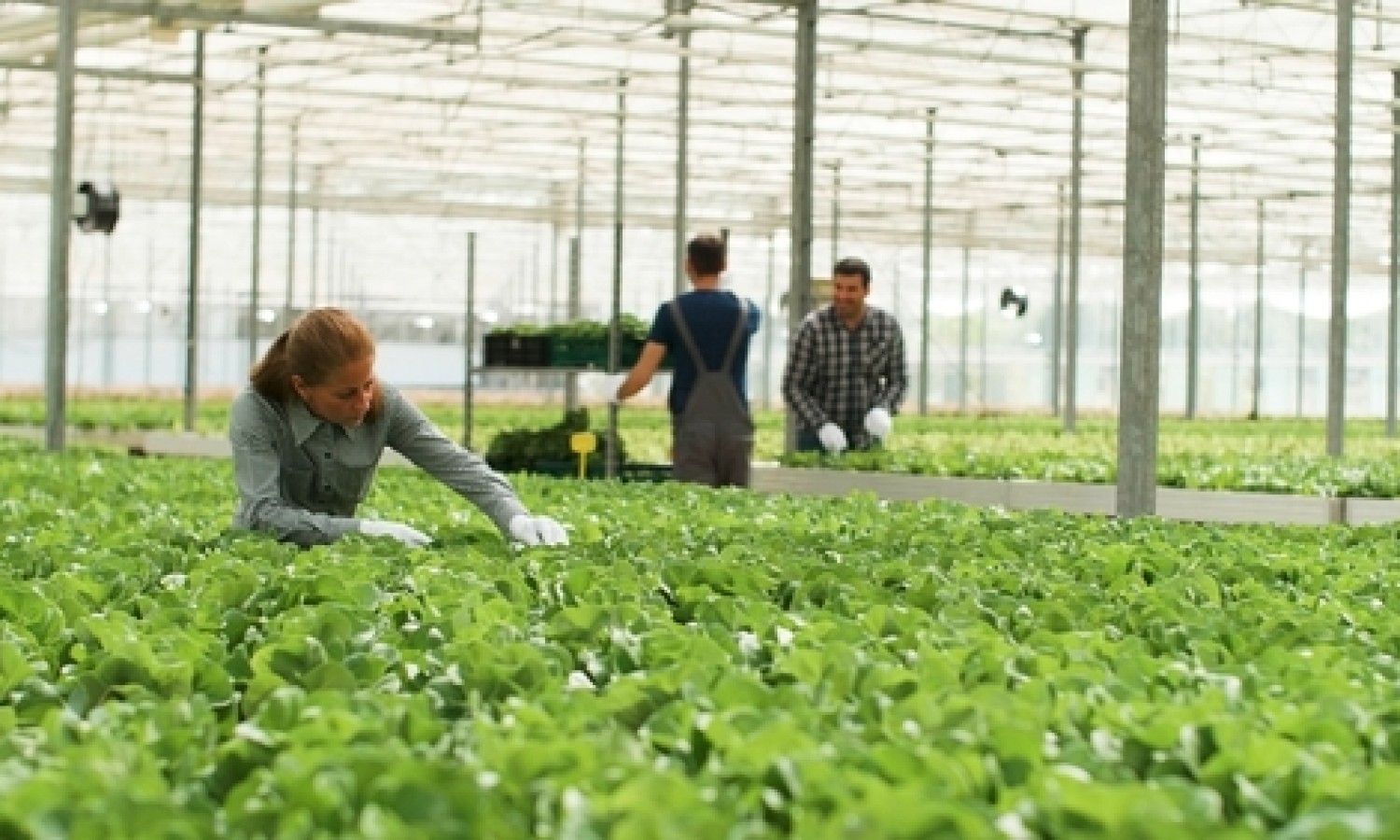 100 milioni per la filiera agroalimentare