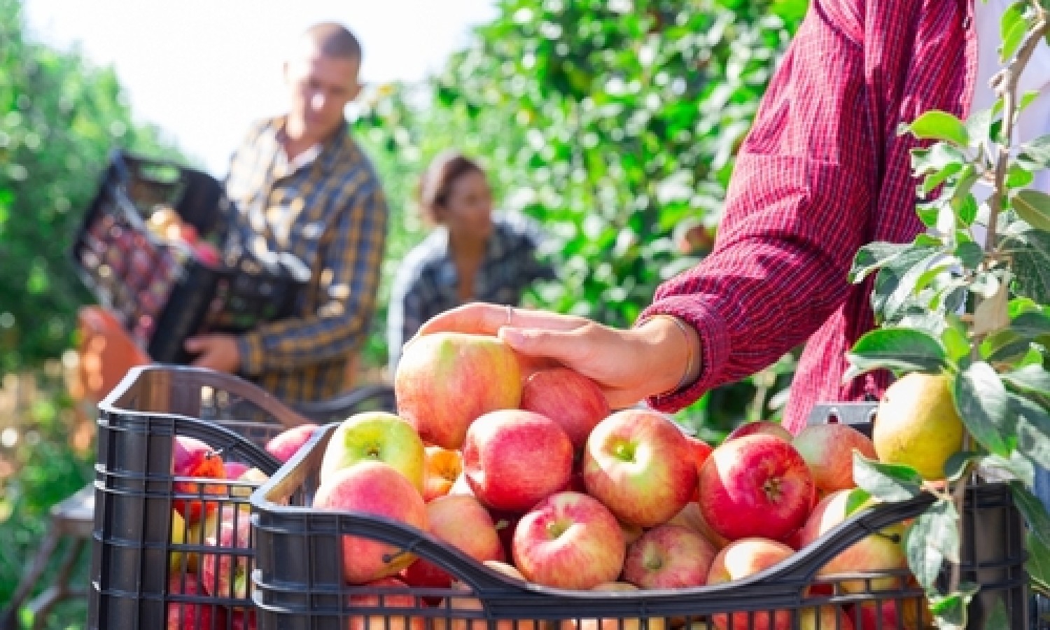 Mele: primato mondiale nell’export