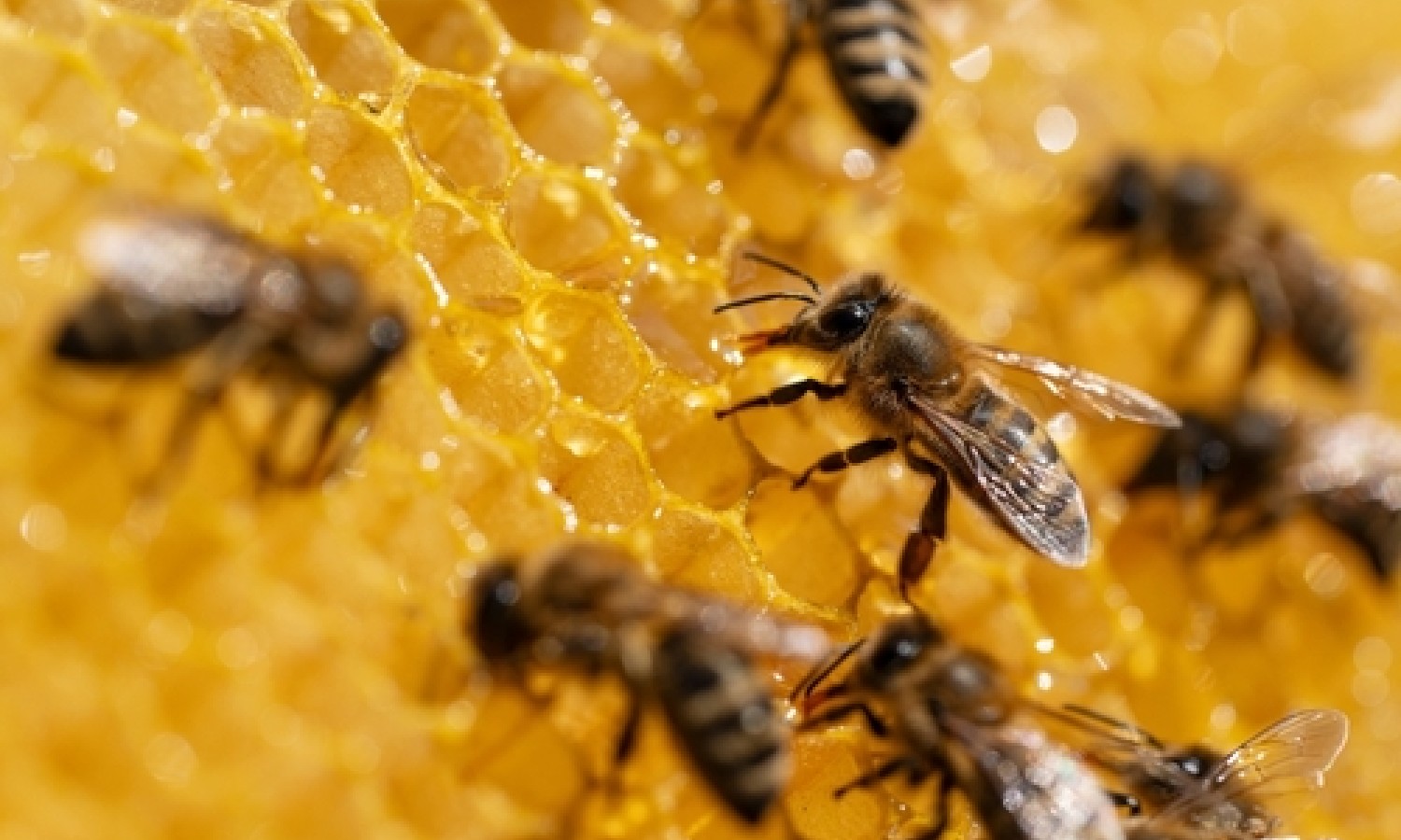 Il miele rivela lo stato di salute delle api