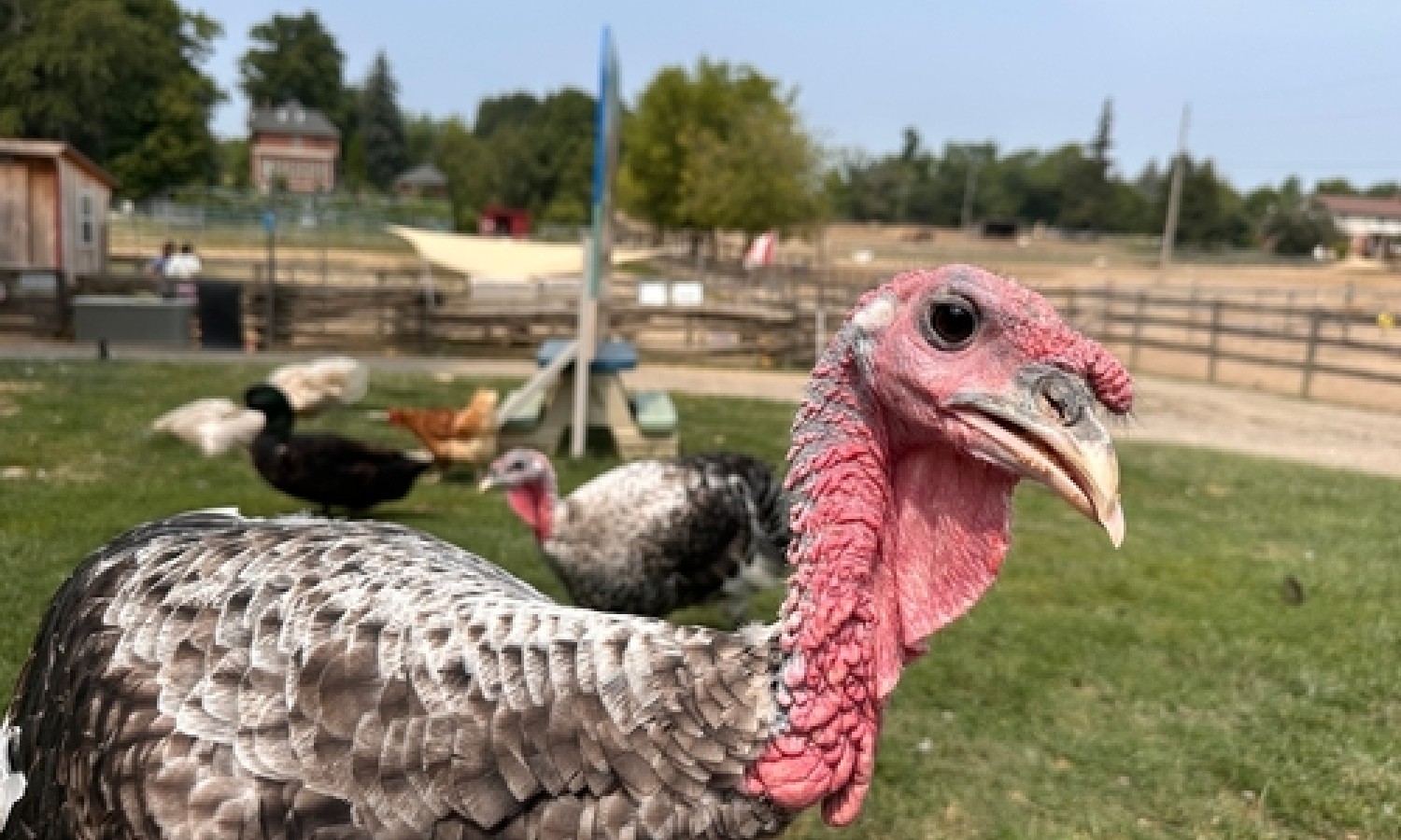 Tacchini più sani: nuove misure di benessere