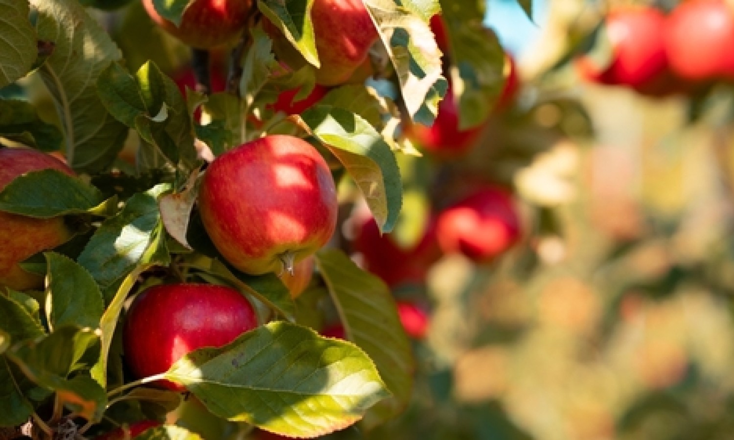 La buona salute delle mele italiane