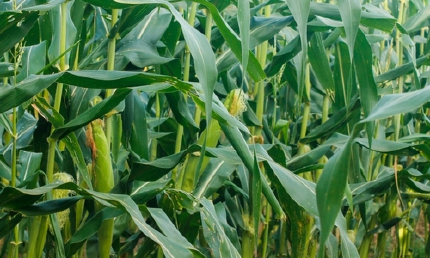 Mais OGM, la Corte UE conferma il divieto italiano