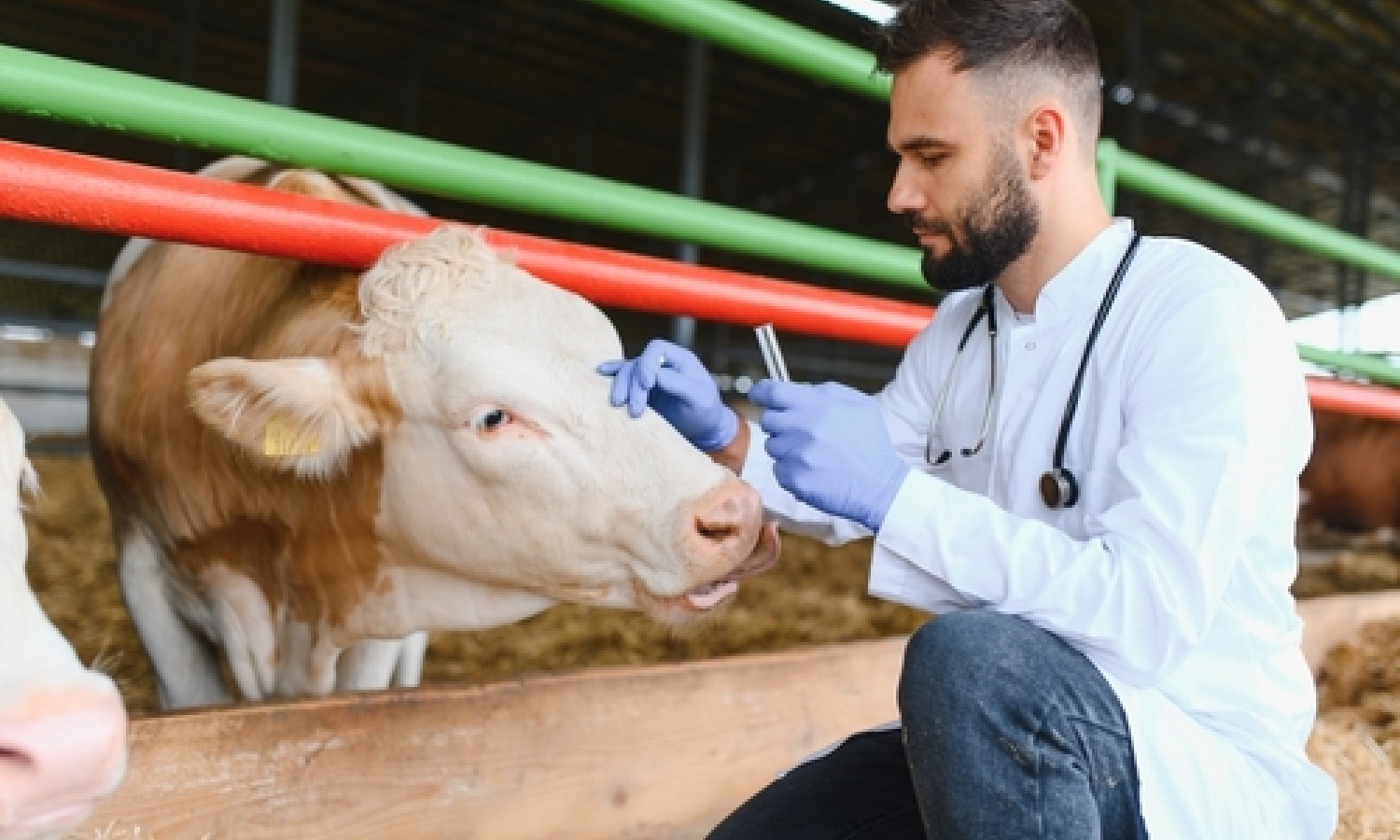 UE: i dati dell’ultimo rapporto sui residui di farmaci veterinari