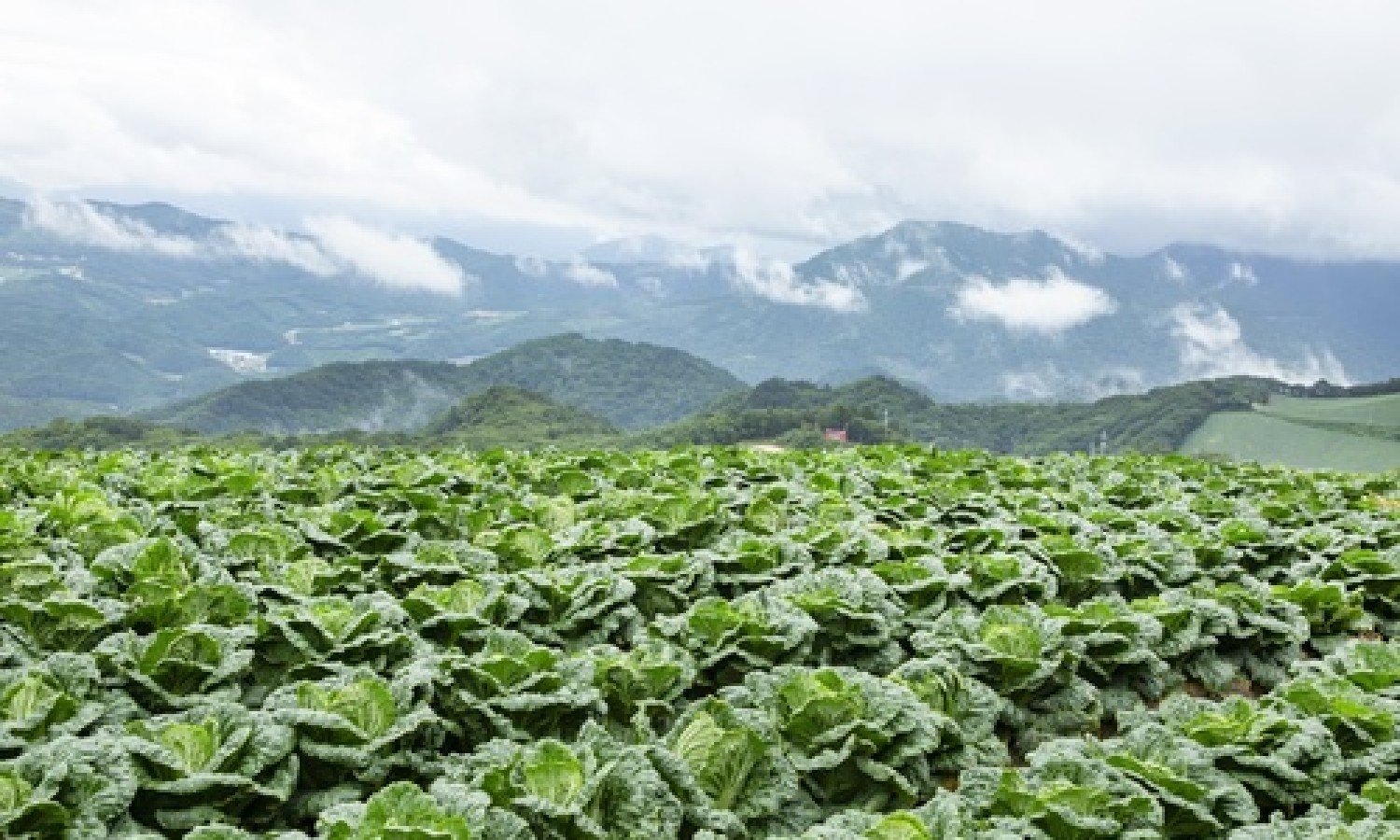Biologico: nuovo record di consumi in Europa