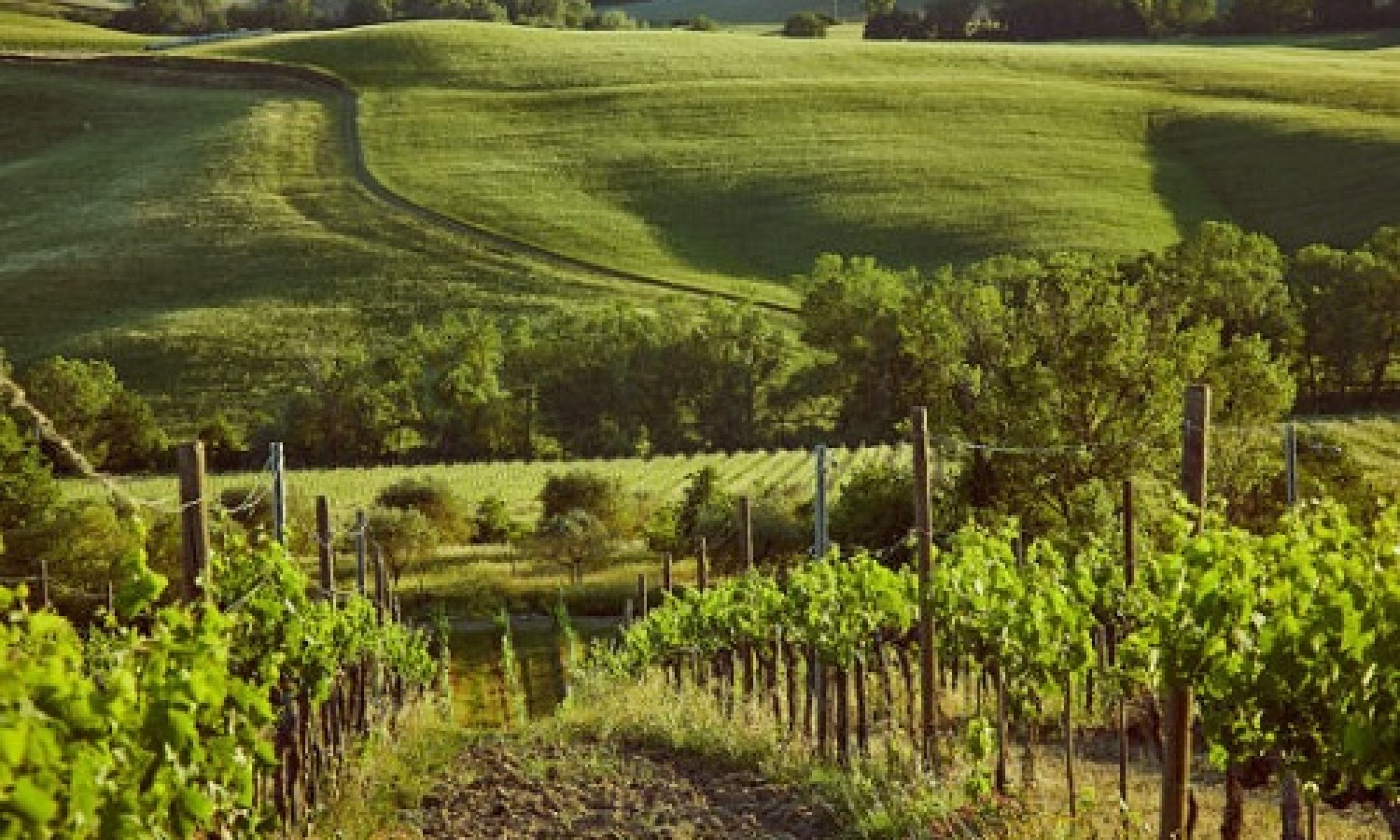 Il Montepulciano DOP cresce grazie a enoturismo ed export