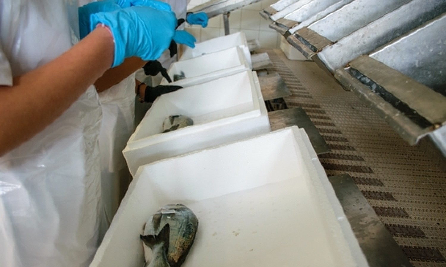 Filiera ittica, scatta la tracciabilità digitale