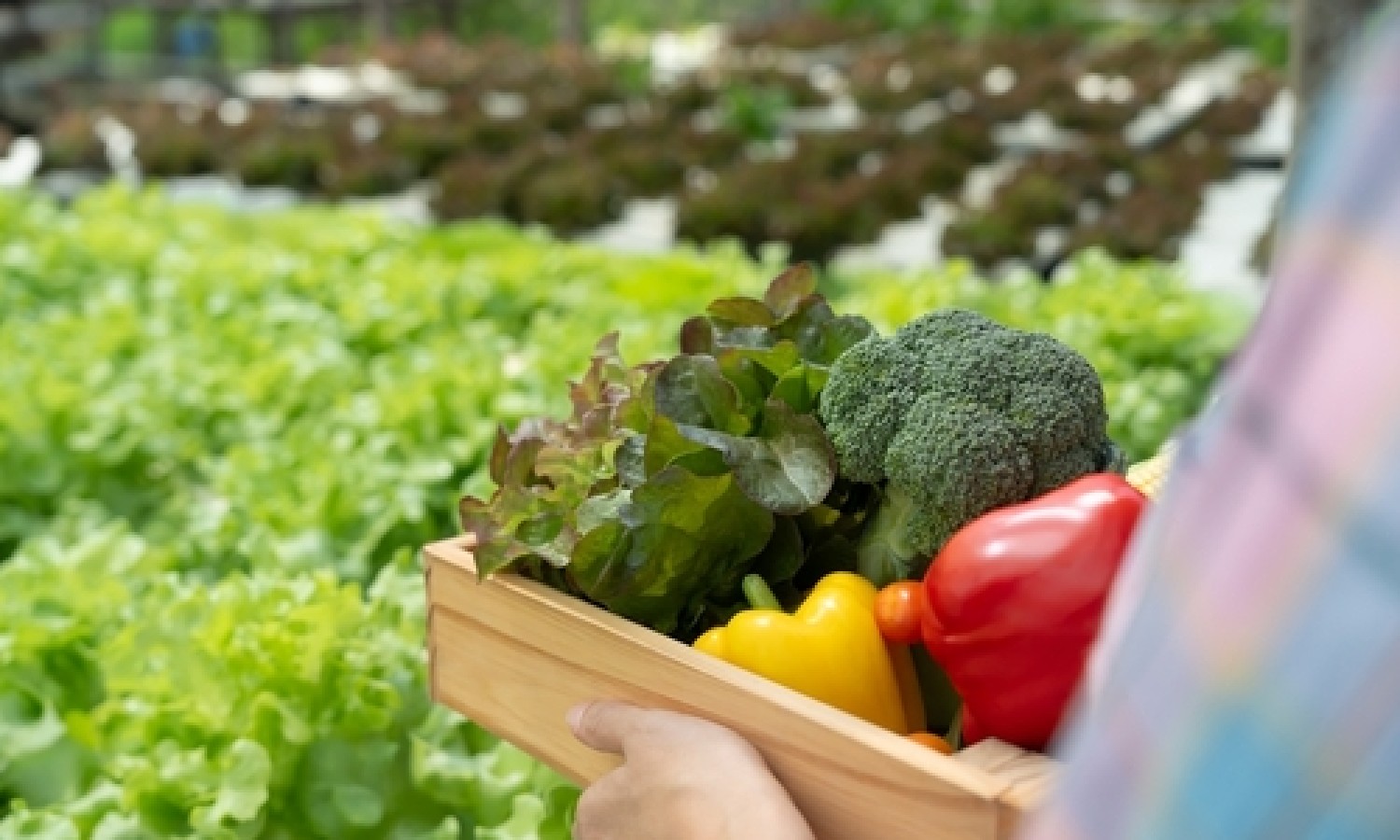 Osservatorio SANA: continua la crescita del biologico in Italia