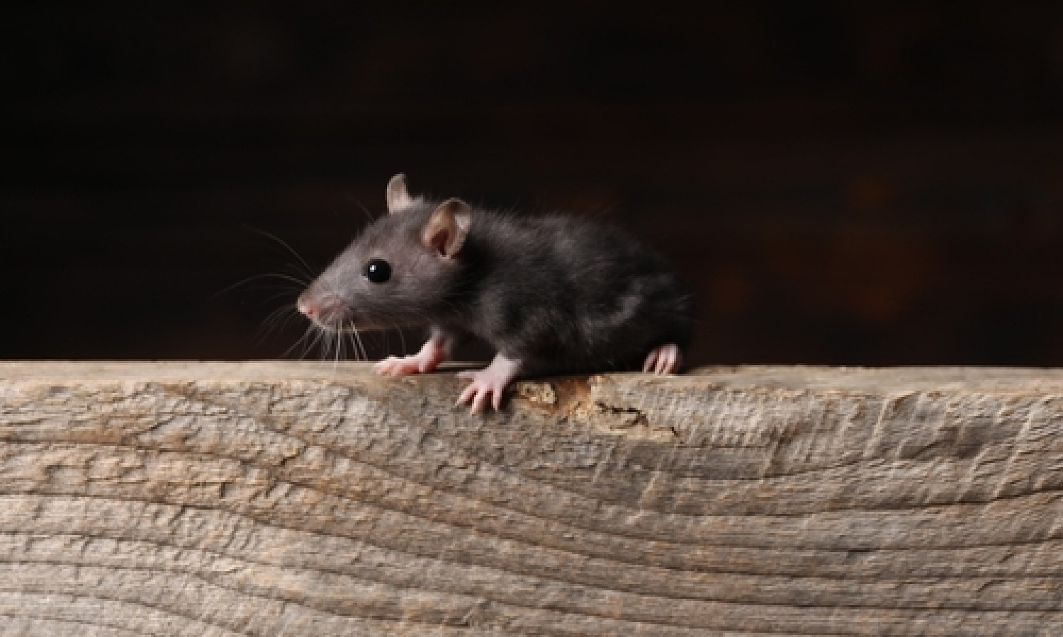 Innovazioni Digitali nel Pest Management