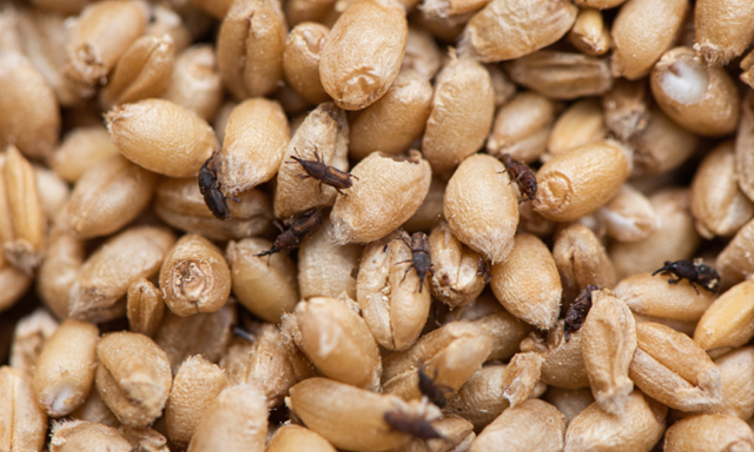 Il costo invisibile delle infestazioni, appuntamento a Convegno