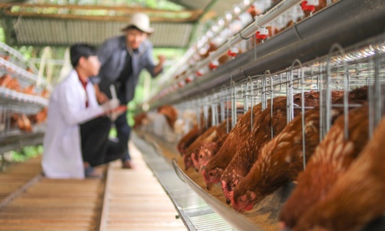 Benessere animale: normativa europea da aggiornare