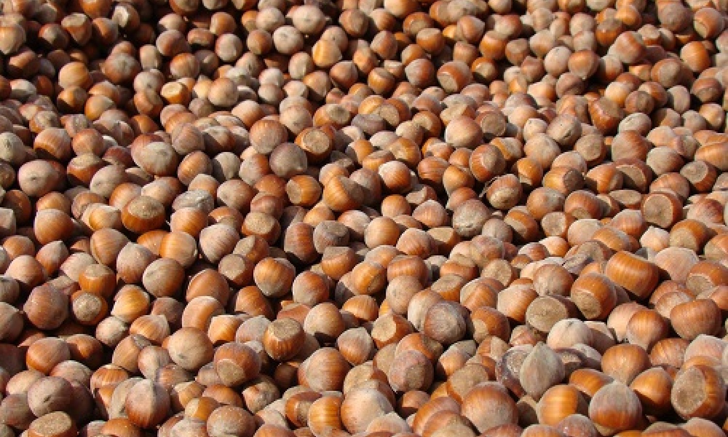 Calo delle nocciole turche