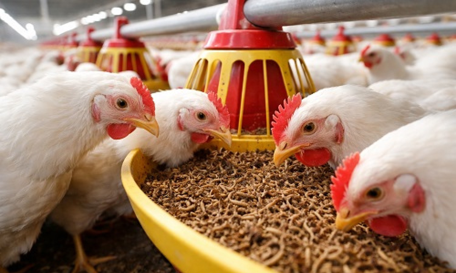I consumatori di fronte al pollame nutrito con insetti