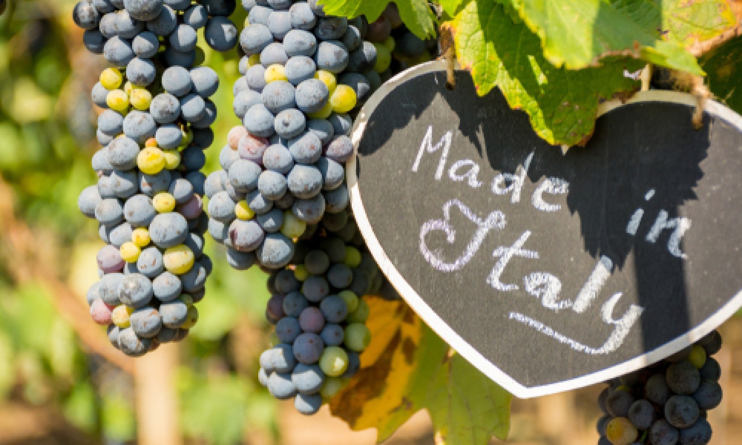 Vino italiano tra leadership e misure di sostegno