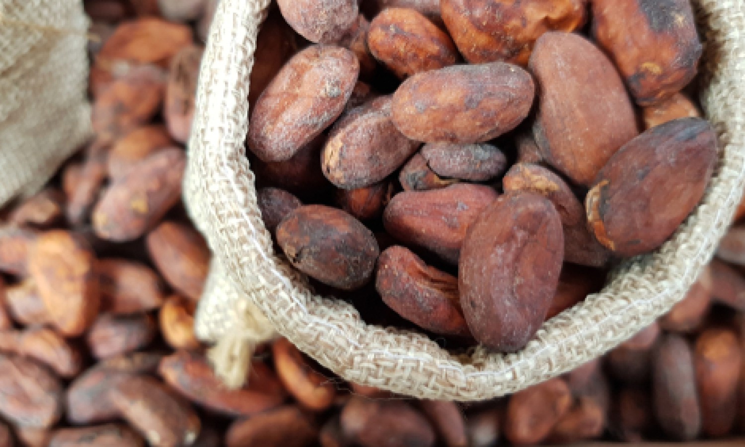 Cacao: consumi in calo, prezzi in salita