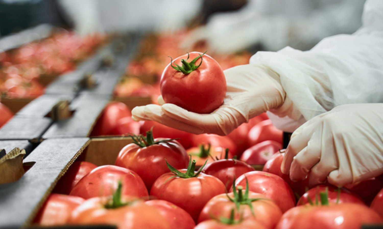 Conserve di pomodoro, il primato italiano
