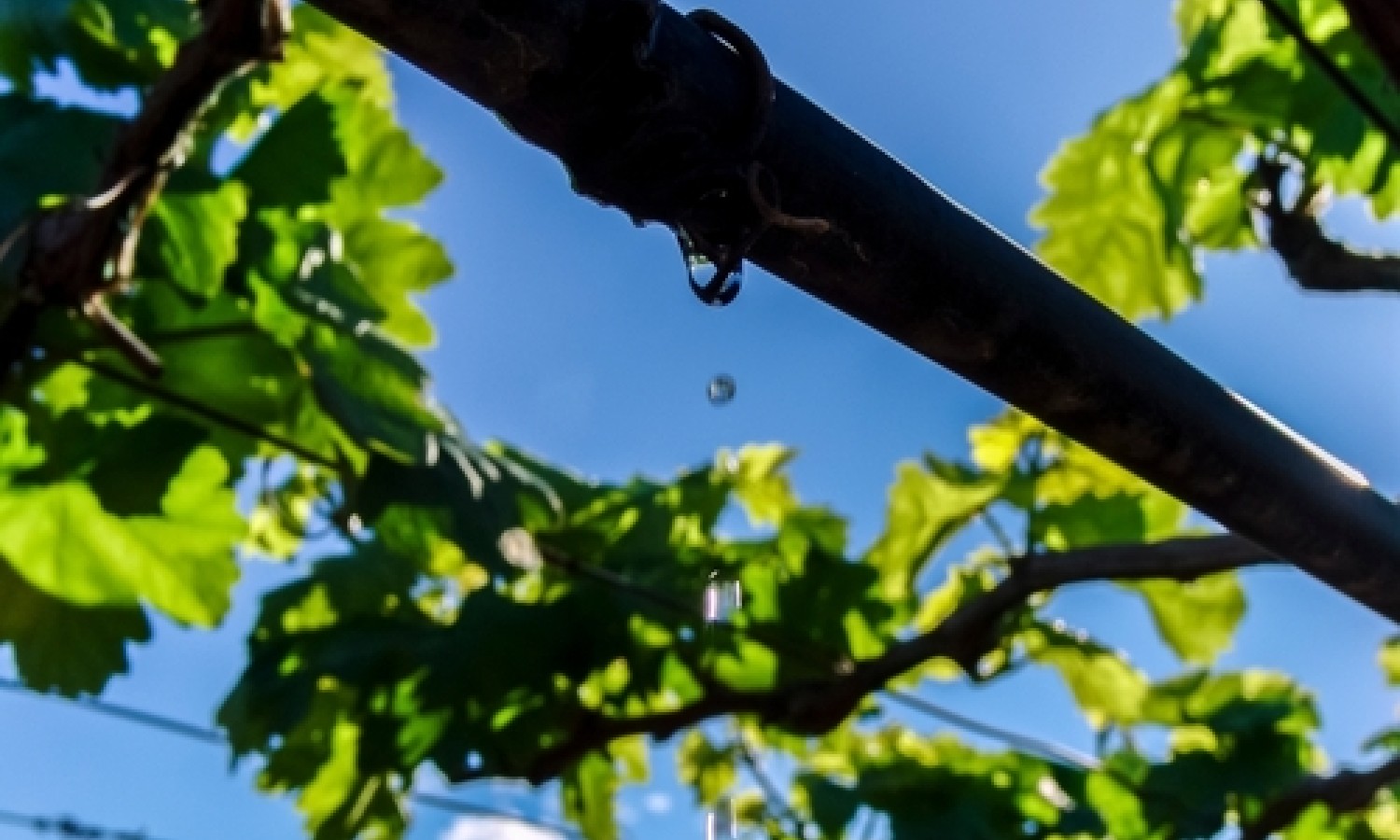 Acqua e frutticoltura: nuove sfide