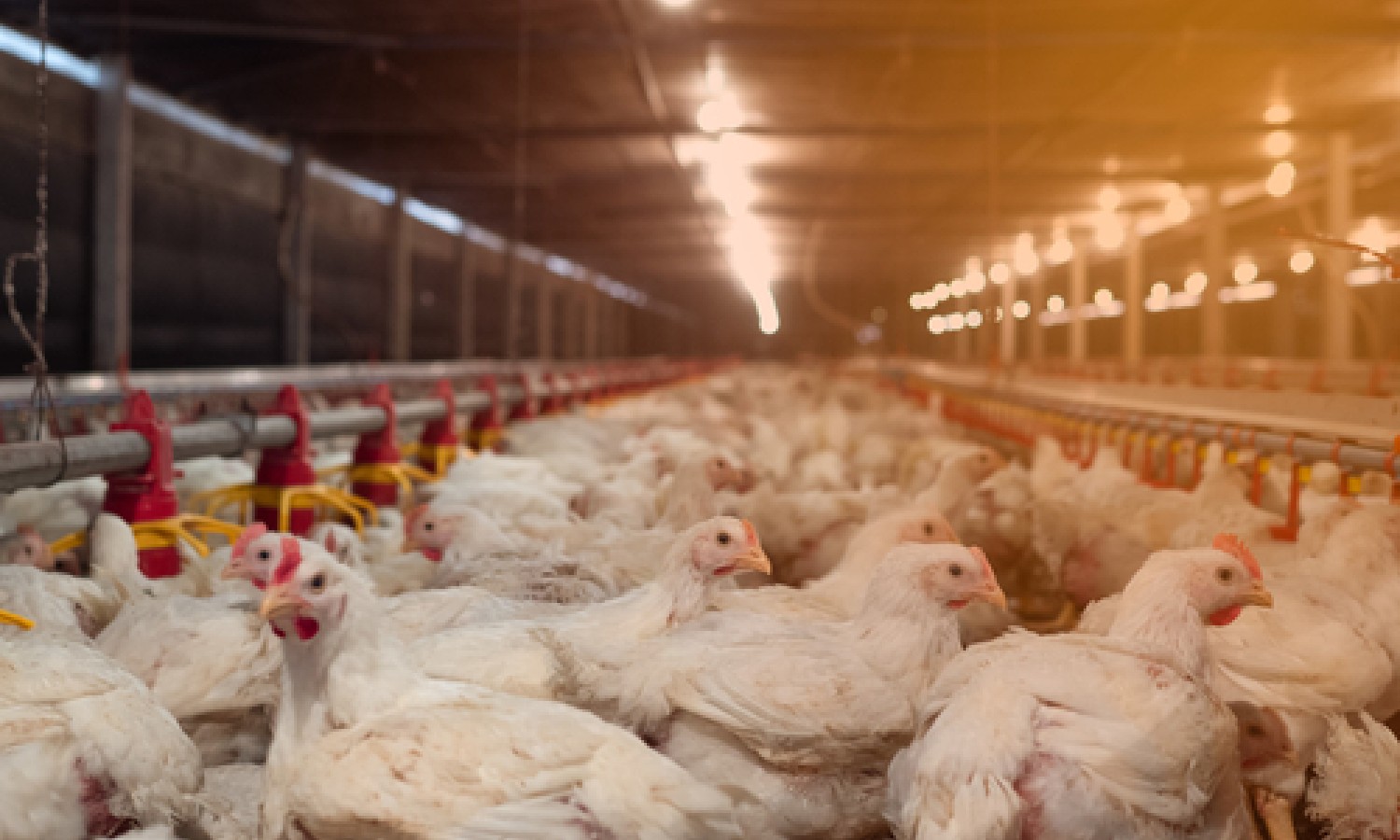 Sanità animale, nuovo elenco per la sorveglianza delle malattie