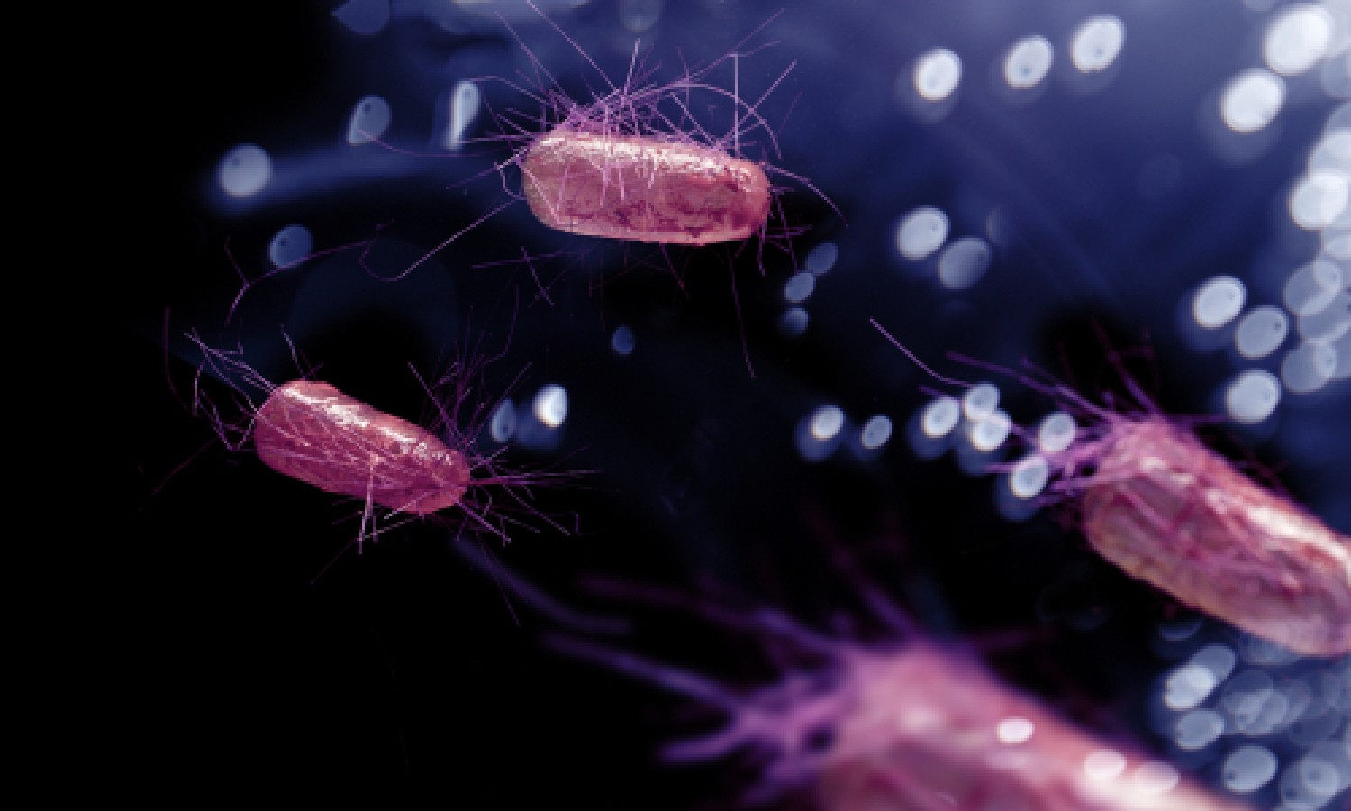 Un nuovo focolaio multi-paese di salmonellosi 