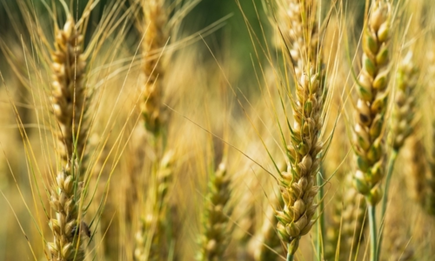 I dati del raccolto grano duro 2026