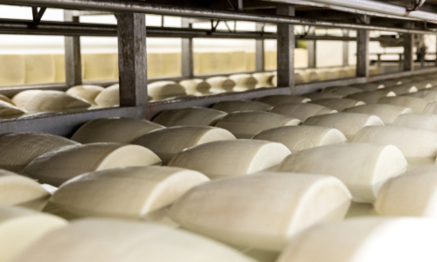 Un metodo basato sull’estrazione di AFM1 da formaggio 