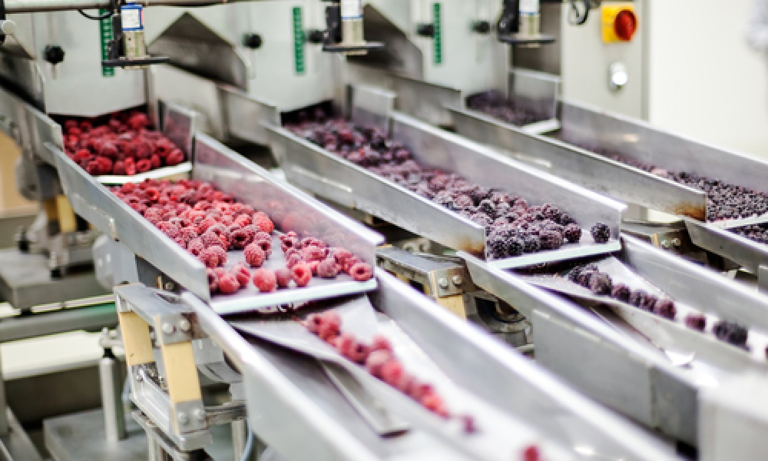 Piccoli frutti: meglio croccanti, più grandi e di qualità