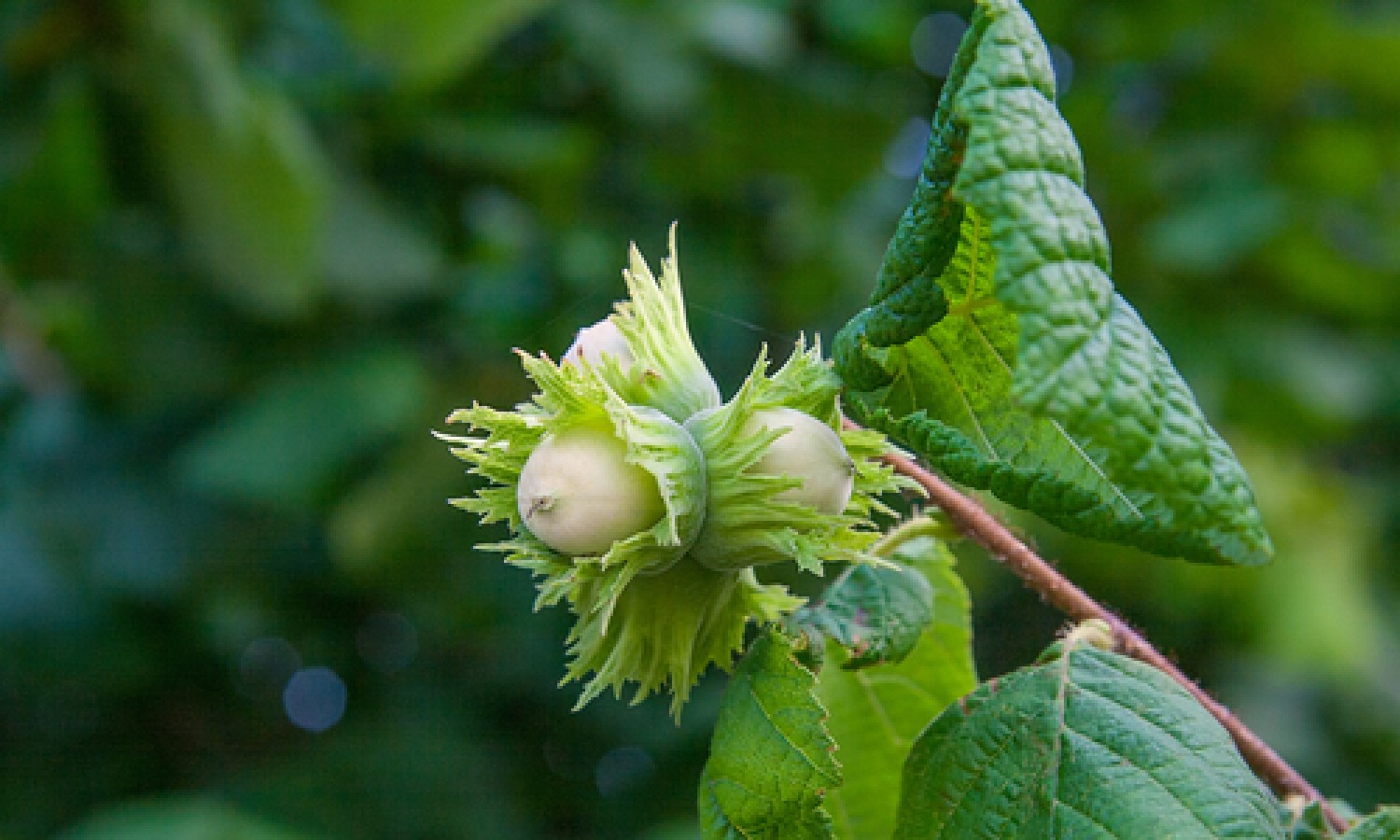 Nocciole, prezzi in calo in vista di un raccolto abbondante in Turchia