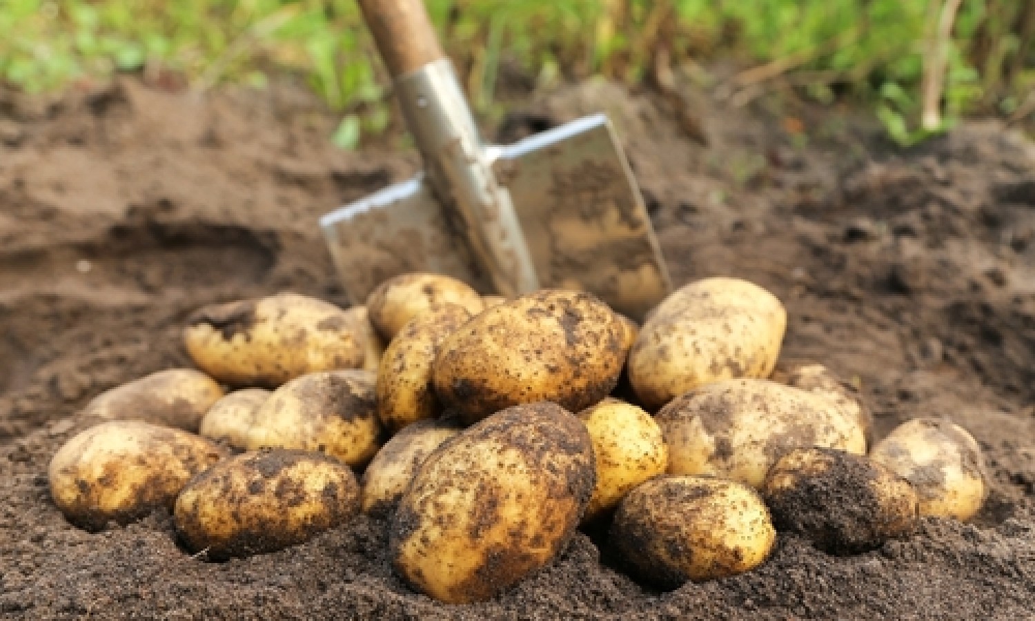 Pomodoro e patate, il clima condiziona i mercati