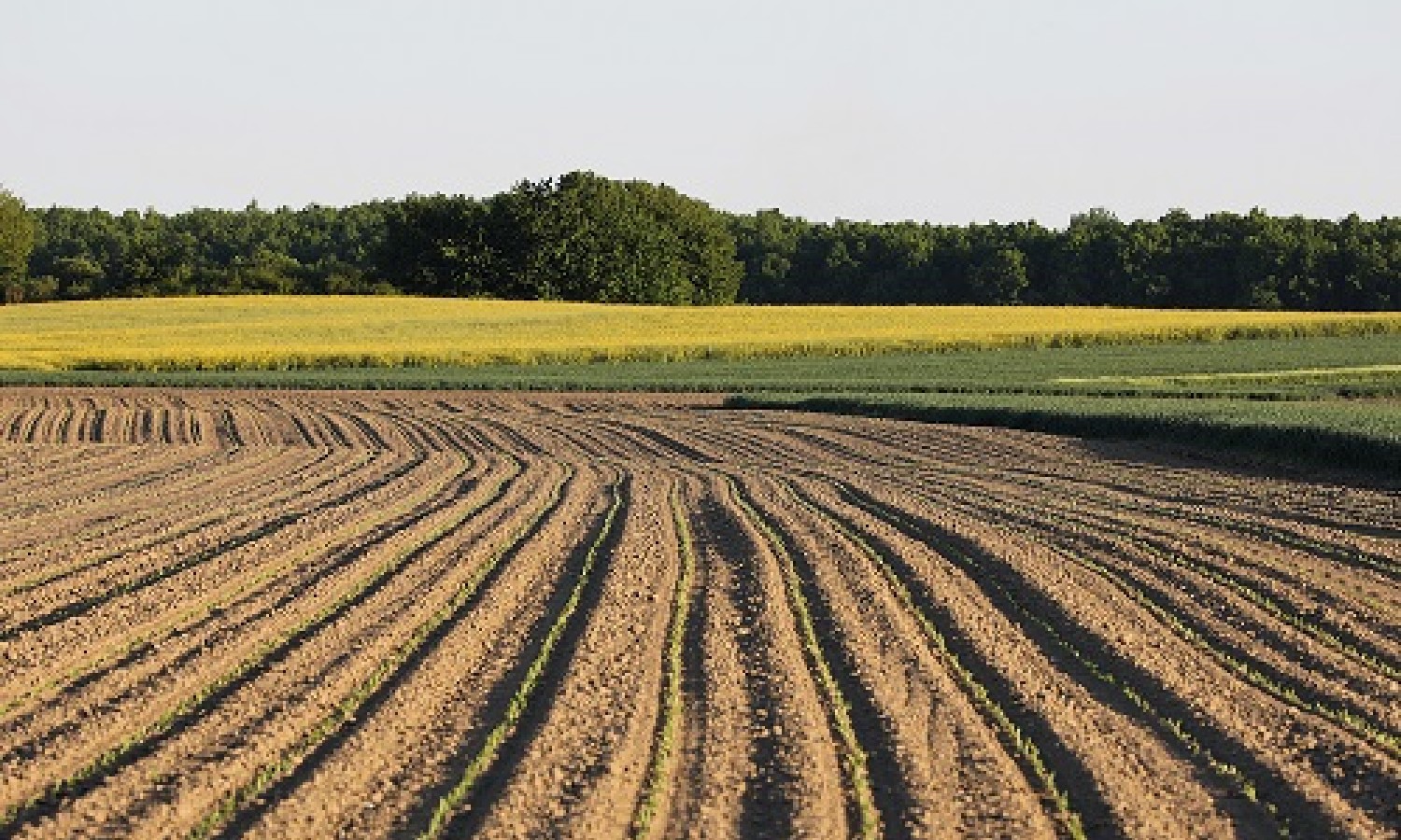 Prezzi agricoli in calo, costi in aumento