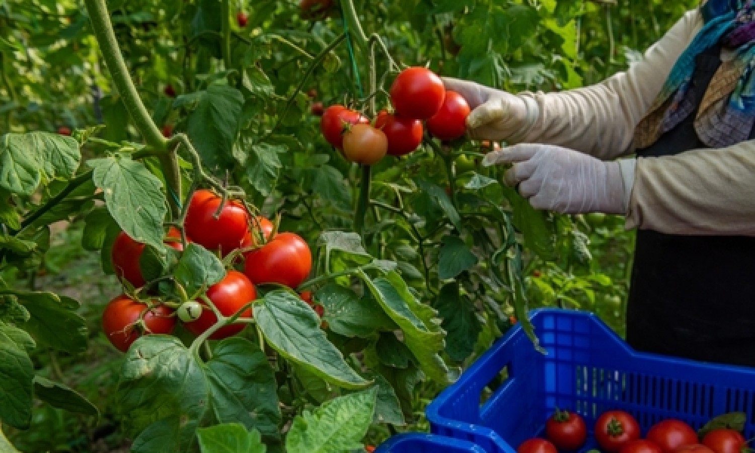 Pomodoro: le sfide per il futuro della filiera
