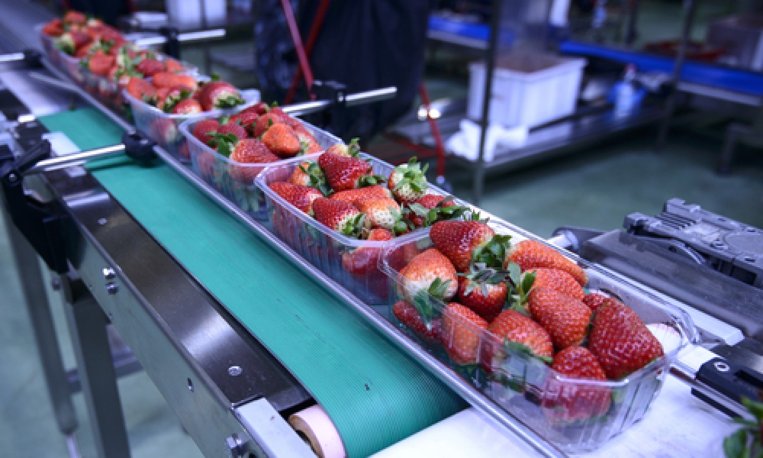 Il film compostabile a base di cellulosa per le fragole biologiche