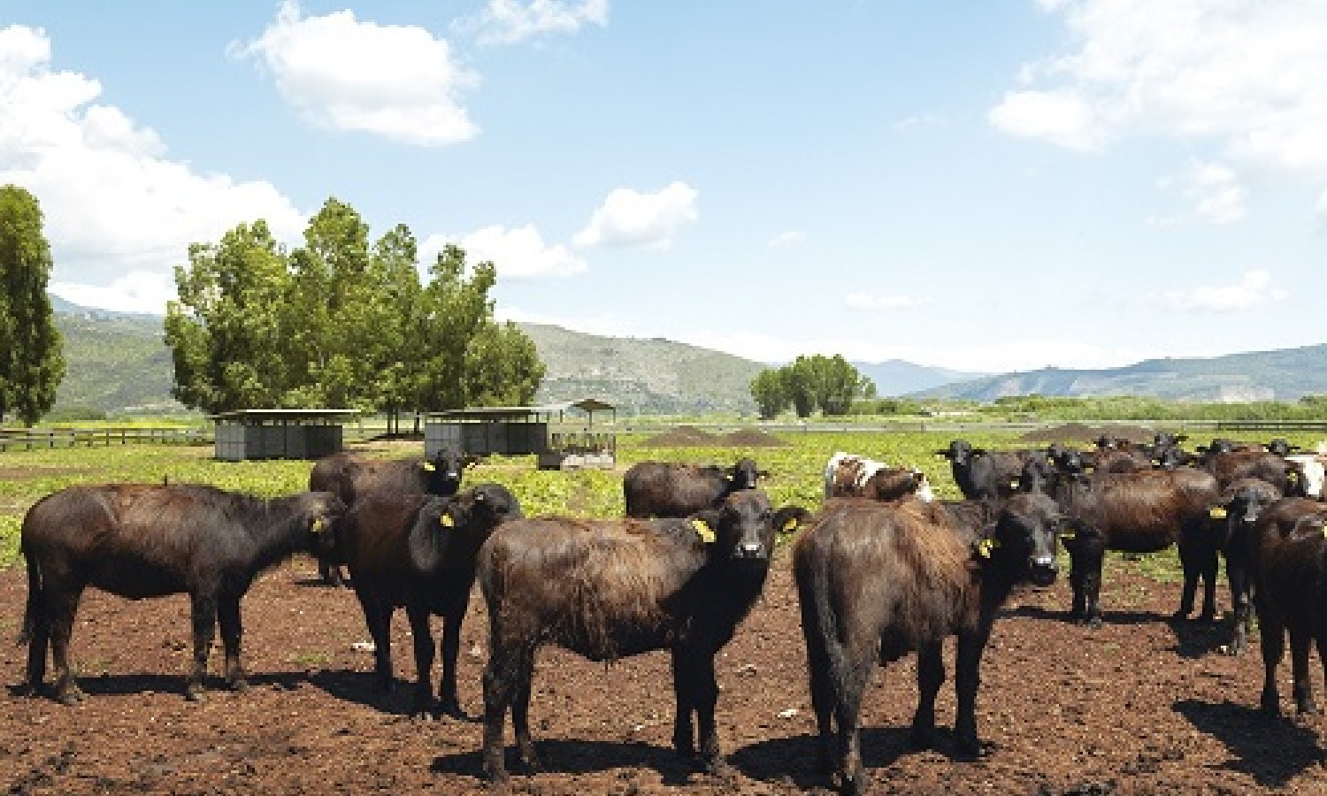 Torna in Italia il World Buffalo Congress