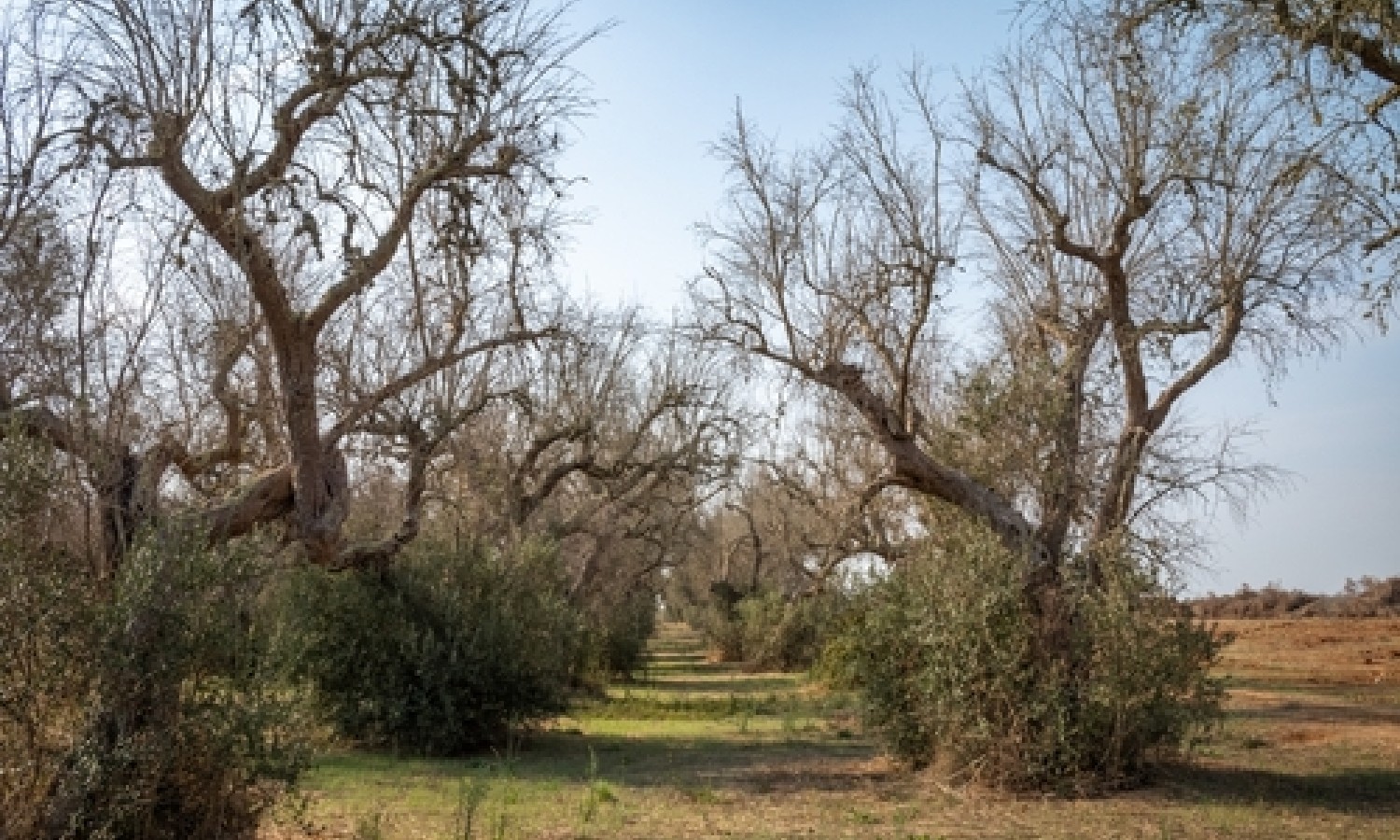 Xylella, 30 milioni per rigenerare gli oliveti pugliesi