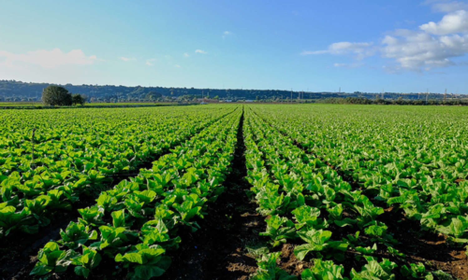 Agroalimentare italiano: rallenta l’export