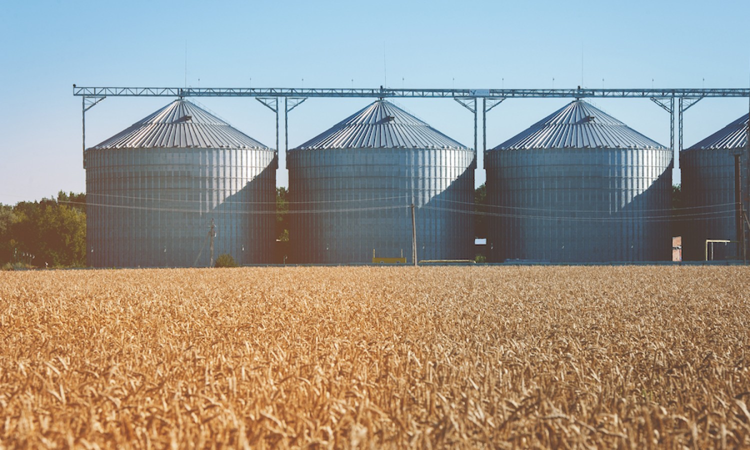 Consorzi Agrari: perse 3 milioni di tonnellate di grano
